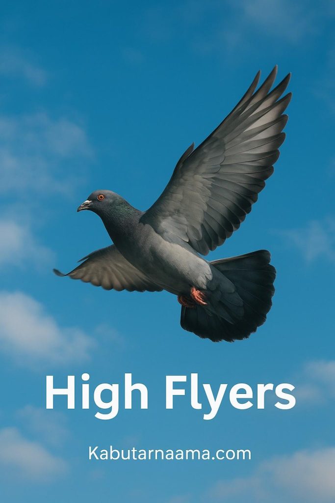 high fly 1
